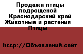 Продажа птицы подрощеной - Краснодарский край Животные и растения » Птицы   